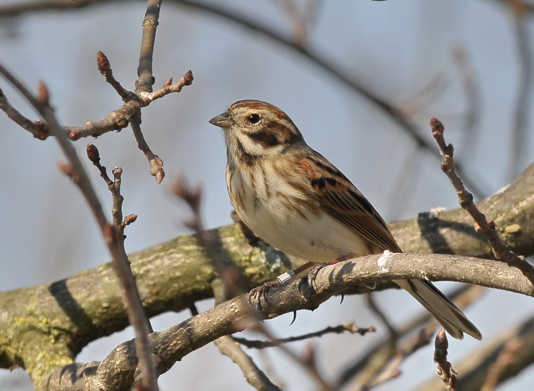 Migliarino di palude - Reed Bunting - Emberiza schoeniclus